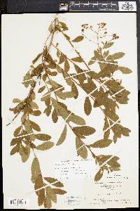 Spiraea latifolia image