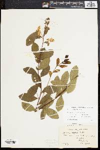 Spiraea latifolia image