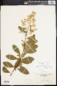 Spiraea latifolia image