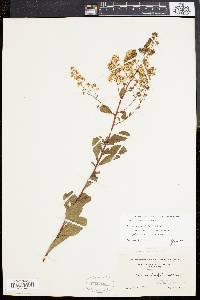 Spiraea latifolia image