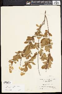 Spiraea latifolia image