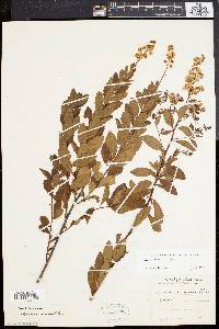 Spiraea latifolia image