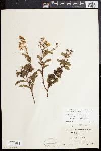 Spiraea latifolia image