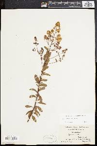 Spiraea latifolia image