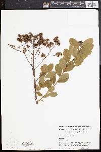 Spiraea latifolia image