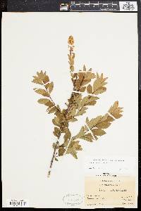 Spiraea latifolia image