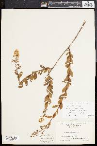 Spiraea latifolia image