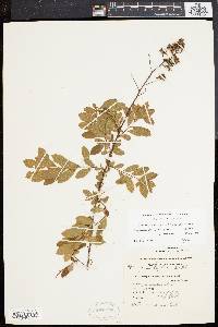 Spiraea latifolia image