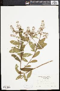 Spiraea latifolia image