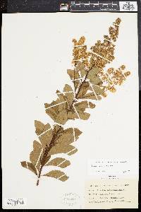 Spiraea latifolia image