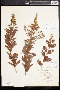 Spiraea latifolia image