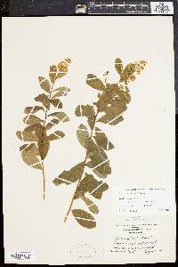 Spiraea latifolia image