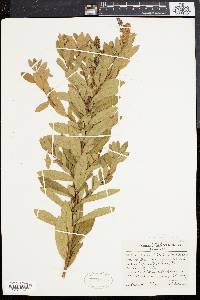 Spiraea latifolia image