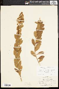 Spiraea latifolia image