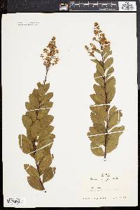 Spiraea latifolia image