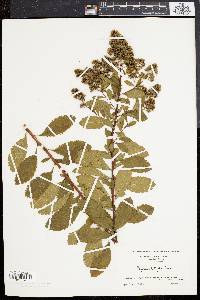 Spiraea latifolia image