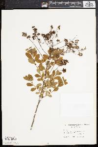 Spiraea latifolia image