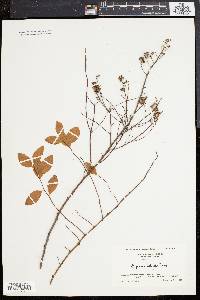 Spiraea latifolia image