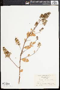 Spiraea latifolia image