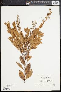Spiraea latifolia image