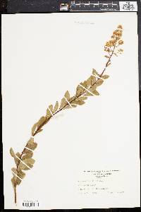 Spiraea latifolia image