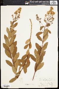 Spiraea latifolia image