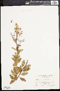 Spiraea latifolia image