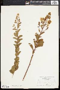 Spiraea latifolia image