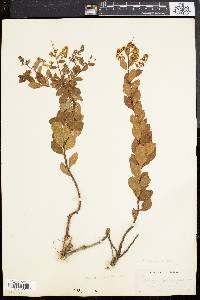 Spiraea latifolia image