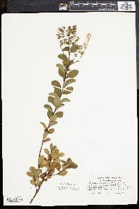 Spiraea latifolia image