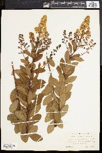 Spiraea latifolia image