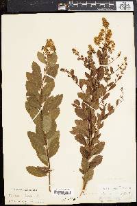 Spiraea latifolia image