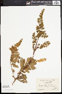 Spiraea latifolia image