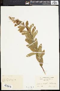 Spiraea latifolia image