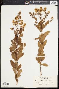 Spiraea latifolia image