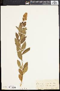 Spiraea latifolia image