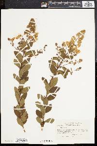 Spiraea latifolia image