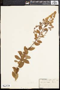 Spiraea latifolia image