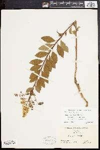 Spiraea latifolia image