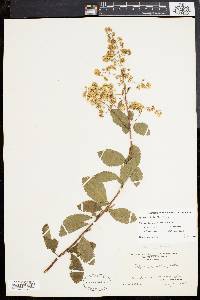 Spiraea latifolia image