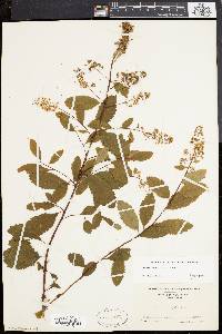 Spiraea latifolia image