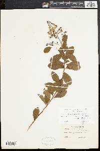 Spiraea latifolia image