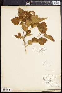 Spiraea opulifolia image