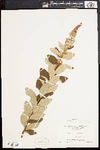 Spiraea tomentosa image