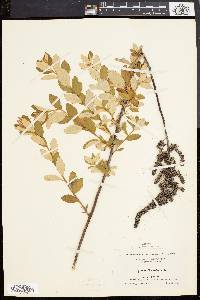 Spiraea tomentosa image