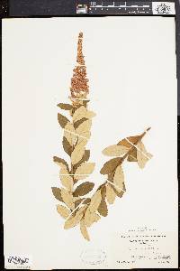 Spiraea tomentosa image
