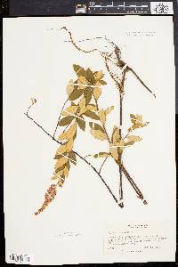 Spiraea tomentosa image