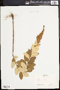 Spiraea tomentosa image