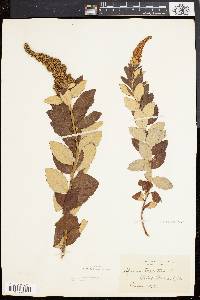 Spiraea tomentosa image