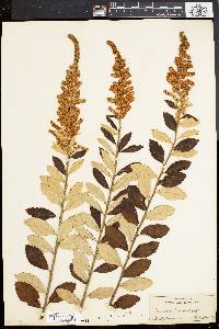 Spiraea tomentosa image
